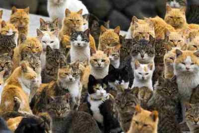 Un paraiso Felino: La isla de los Gatos