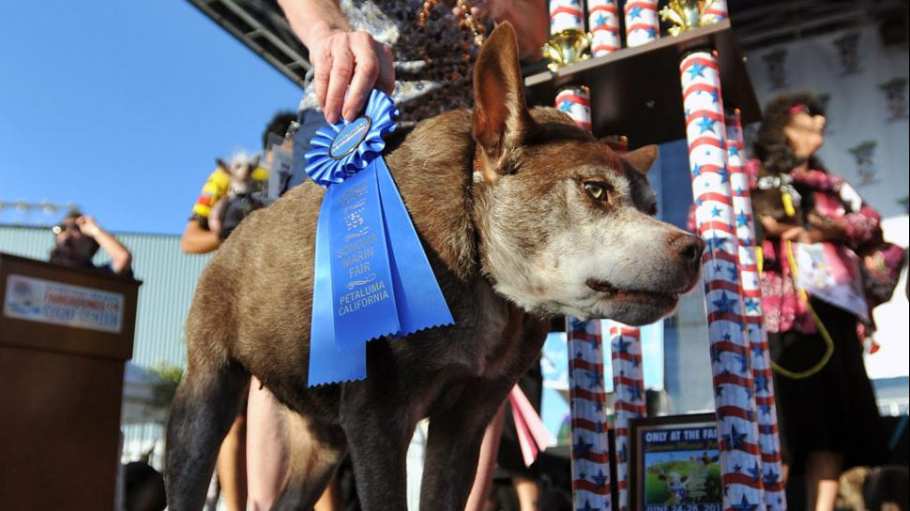 Concurso: El perro mas feo del mundo